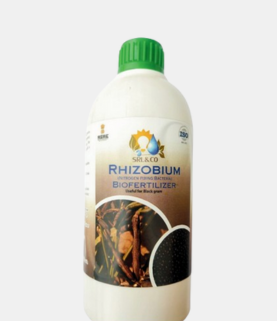 Rhizobium BMBS (Black Gram)