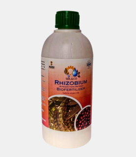 Rhizobium CC-1 (Red Gram)