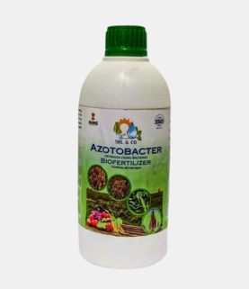 Azotobacter Biofertilizer